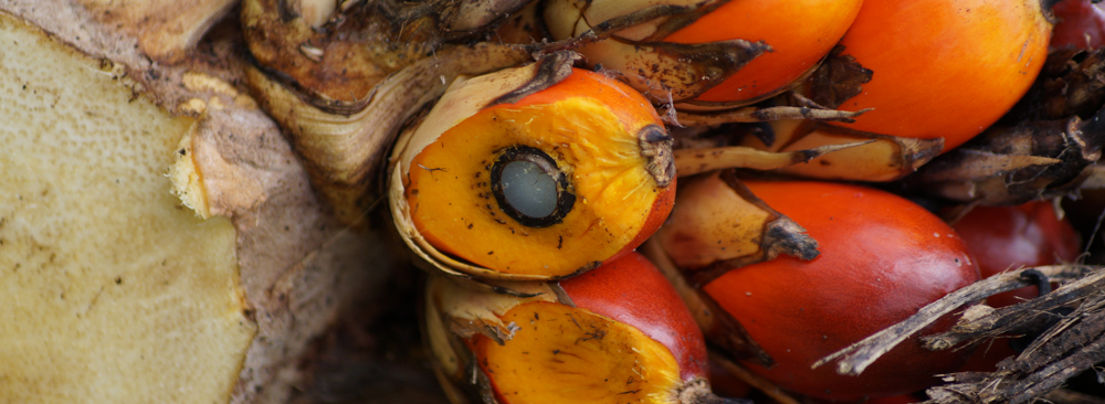 transformamos el fruto de palma de aceite del sur de bolívar